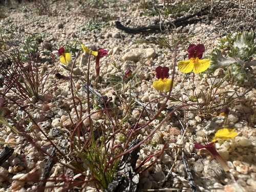 Kelso Creek monkeyflower (Erythranthe shevockii)
