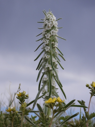 Oreocarya virgata (Porter) Greene