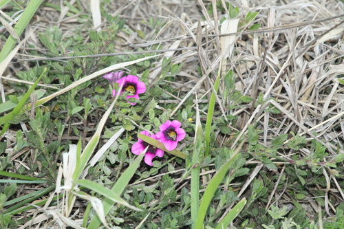 Calibrachoa heterophylla (Calibrachoa heterophylla)