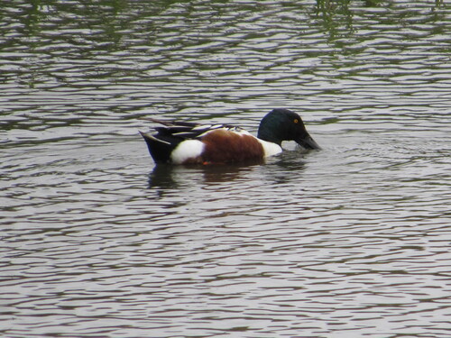 iNaturalist observation photo of Northern Shoveler