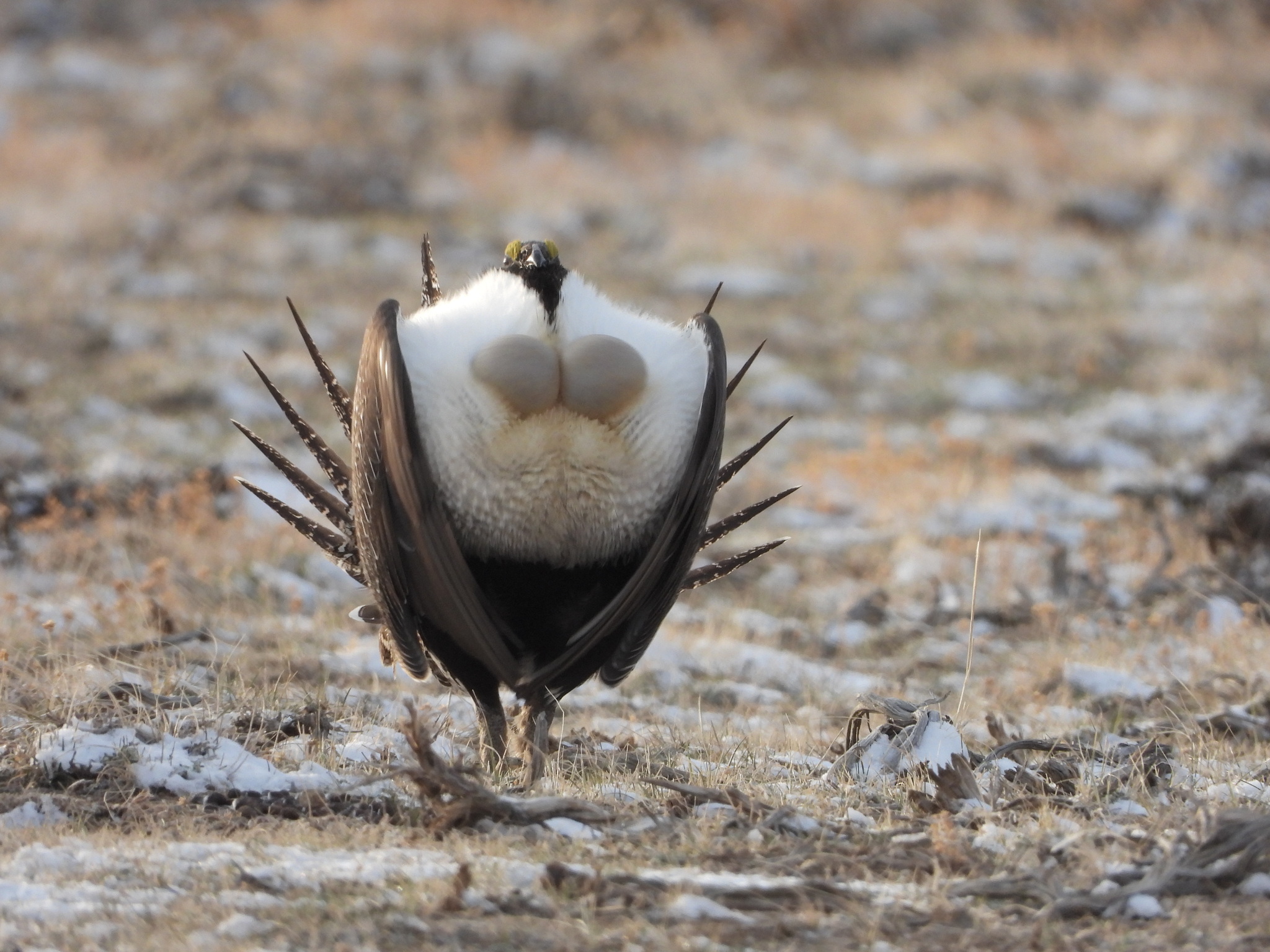 Greater Sage-Grouse (Centrocercus urophasianus)