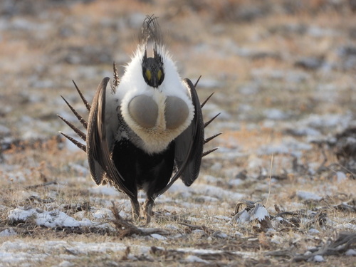 Greater Sage-Grouse