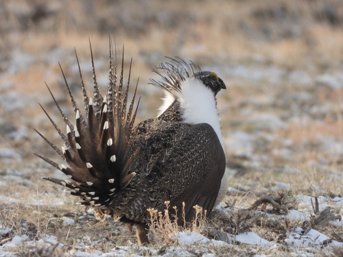 Greater Sage-Grouse