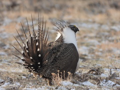 Greater Sage-Grouse photo 3