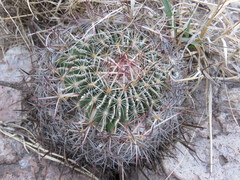 Echinofossulocactus ochoterenaus