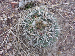 Coryphantha ottonis