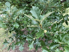 Quercus macrocarpa