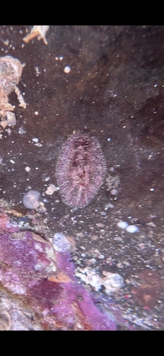 Dolabrifera dolabrifera observed 2025-03-31