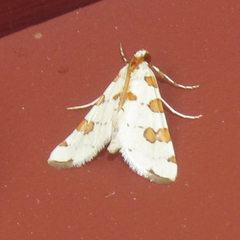 Conchylodes octonalis