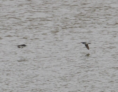 iNaturalist observation photo of Tree Swallow