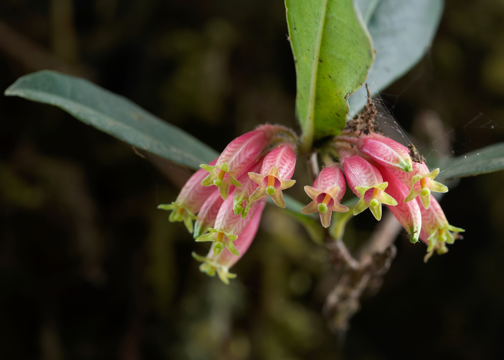 Agapetes setigera