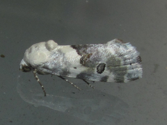 Ponometia altera