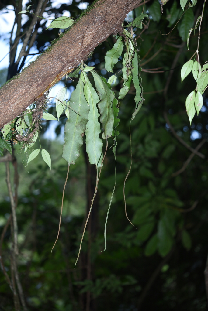 Lepisorus henryi
