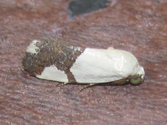Ponometia cuta