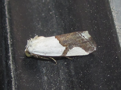 Ponometia cuta