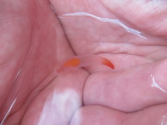 Clione limacina