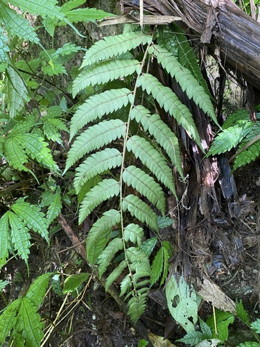 Polystichum scariosum