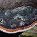 Red-banded Polypore - Photo (c) SARTORI LUIGINO, some rights reserved (CC BY-NC), uploaded by SARTORI LUIGINO