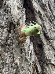 Megatibicen dealbatus