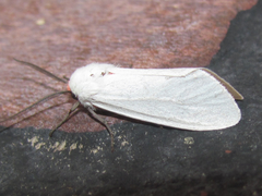 Pygarctia roseicapitis