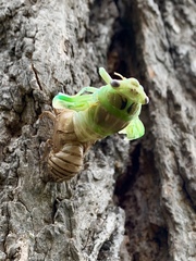 Megatibicen dealbatus