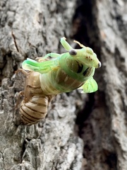 Megatibicen dealbatus