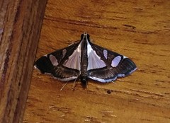 Glyphodes actorionalis