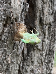 Megatibicen dealbatus