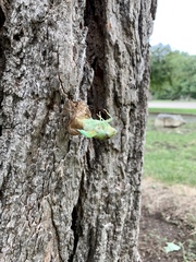 Megatibicen dealbatus