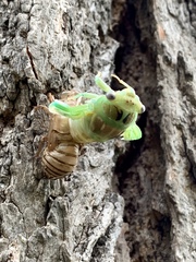 Megatibicen dealbatus