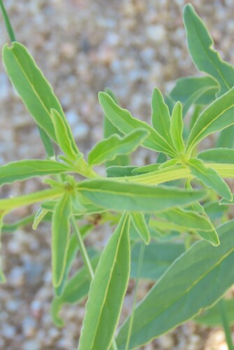 Image of Hermbstaedtia fleckii by no rights reserved
