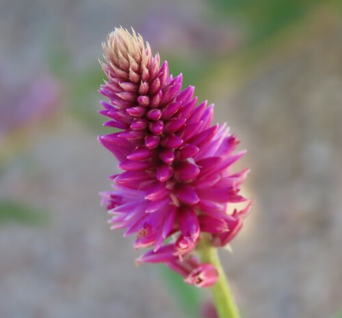 Purple Cat's Tail (Hermbstaedtia fleckii)