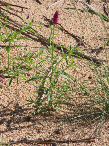 Image of Hermbstaedtia fleckii by no rights reserved