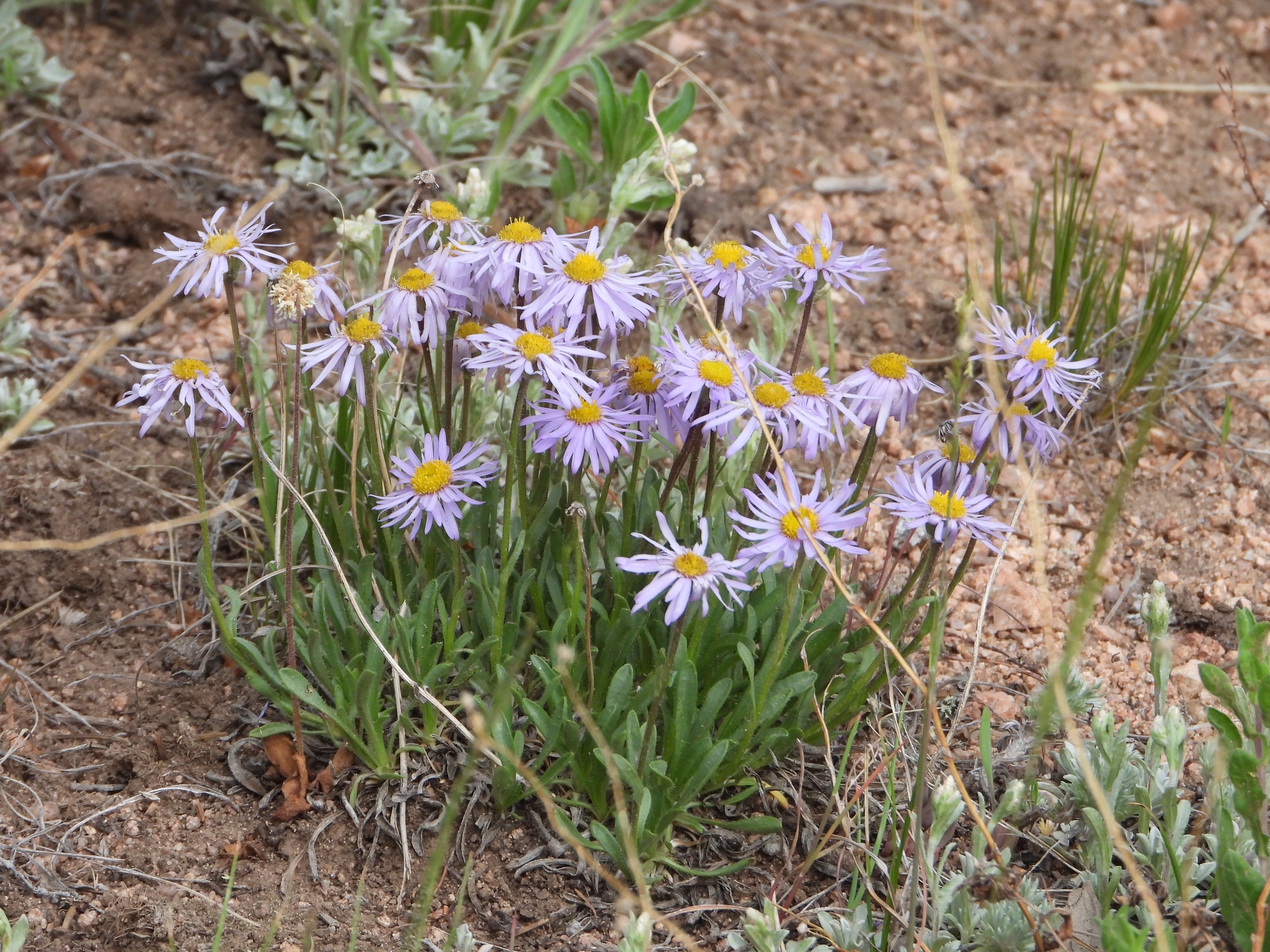 Erigeron vetensis