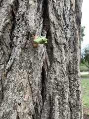 Megatibicen dealbatus