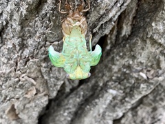 Megatibicen dealbatus