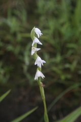 Habenaria heyneana