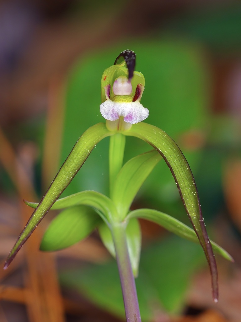 Isotria verticillata