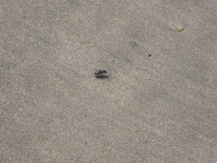 Cicindela latesignata