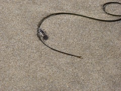 Cicindela latesignata