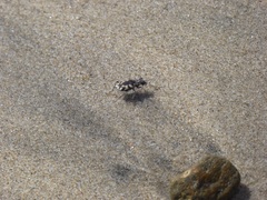 Cicindela latesignata