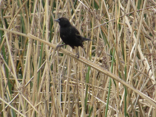 iNaturalist observation photo of Red-winged Blackbird