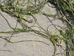 Cicindela latesignata