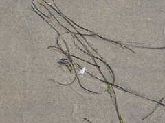 Cicindela latesignata