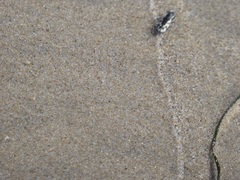 Cicindela latesignata