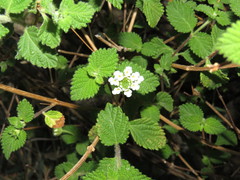 Lantana hirta