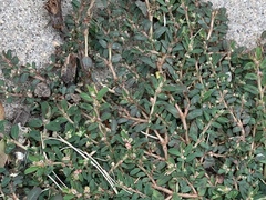 Euphorbia maculata