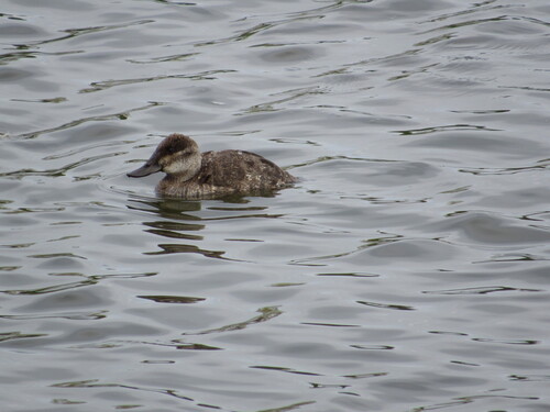 iNaturalist observation photo of Ruddy Duck