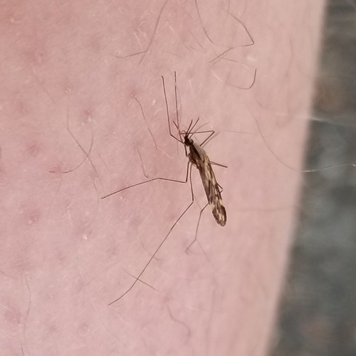 Woodland Malaria Mosquito photo 4
