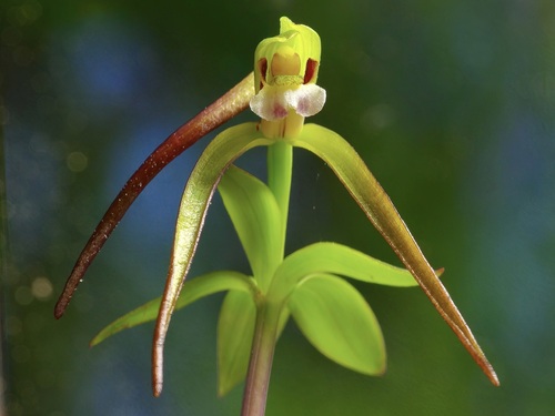 Image of Isotria verticillata by (c) Michelle W. （鍾偉瑋）, some rights reserved (CC BY)